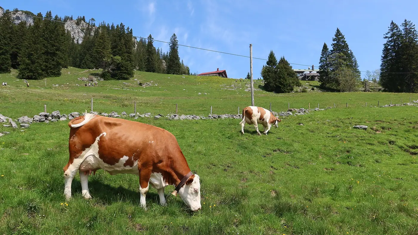 Almabtrieb Mittenwald in Mittenwald