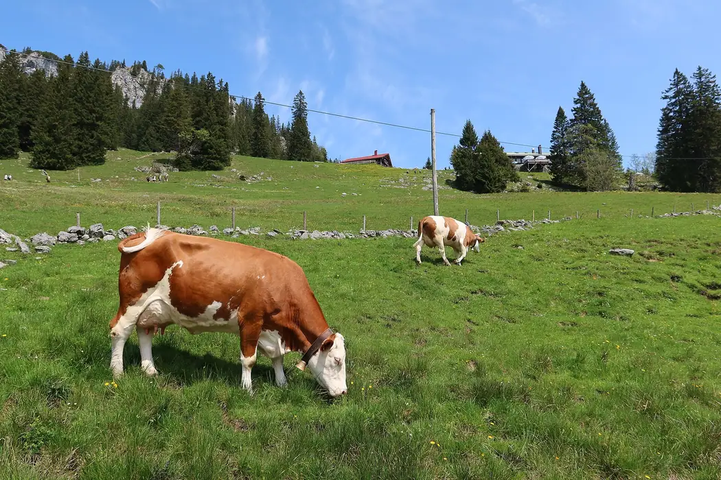 Viehscheid Oberstdorf in Oberstdorf