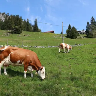 Viehscheid Oberstaufen in Oberstaufen
