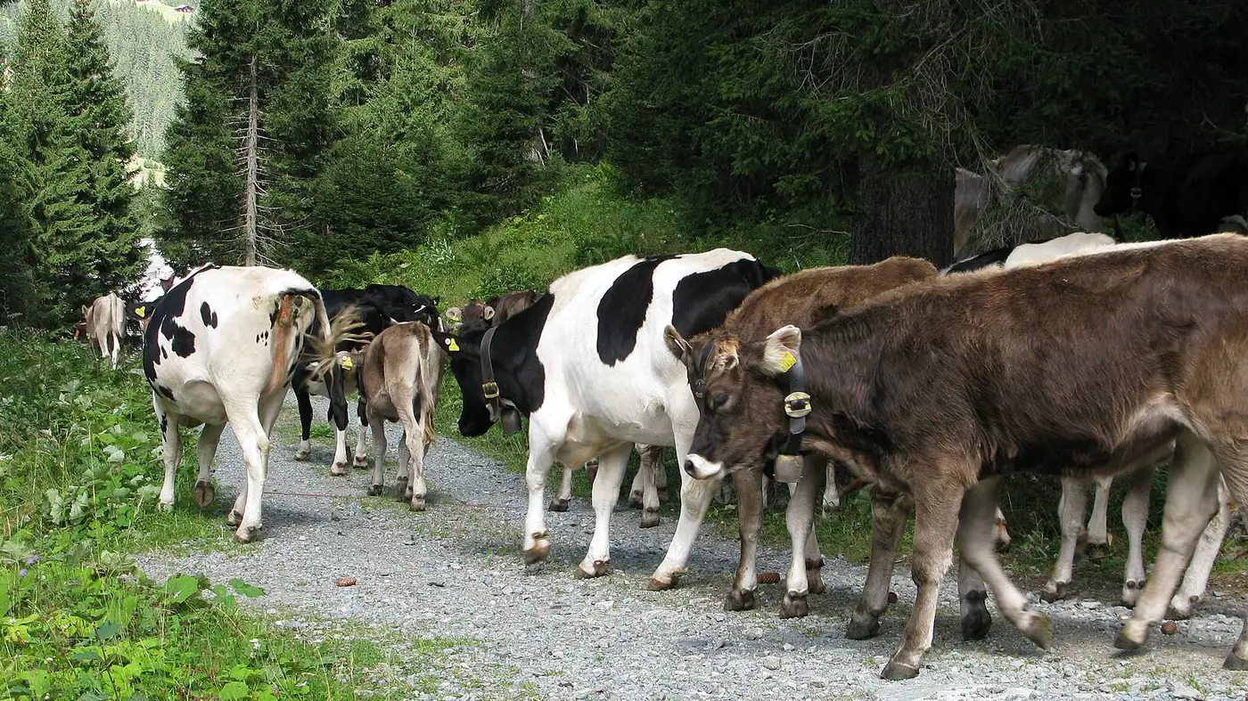Viehscheid Bolsterlang in Bolsterlang