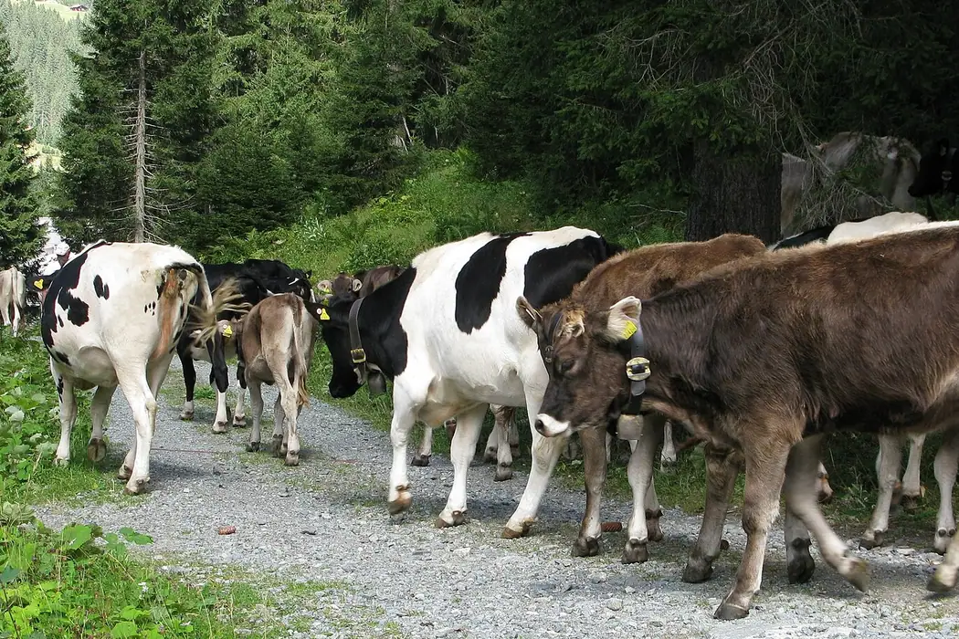 Viehscheid Bolsterlang in Bolsterlang