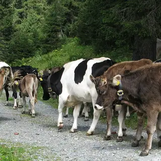 Viehscheid Balderschwang in Balderschwang