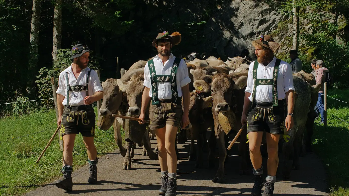 Almabtriebe und Viehscheide in Oberbayern