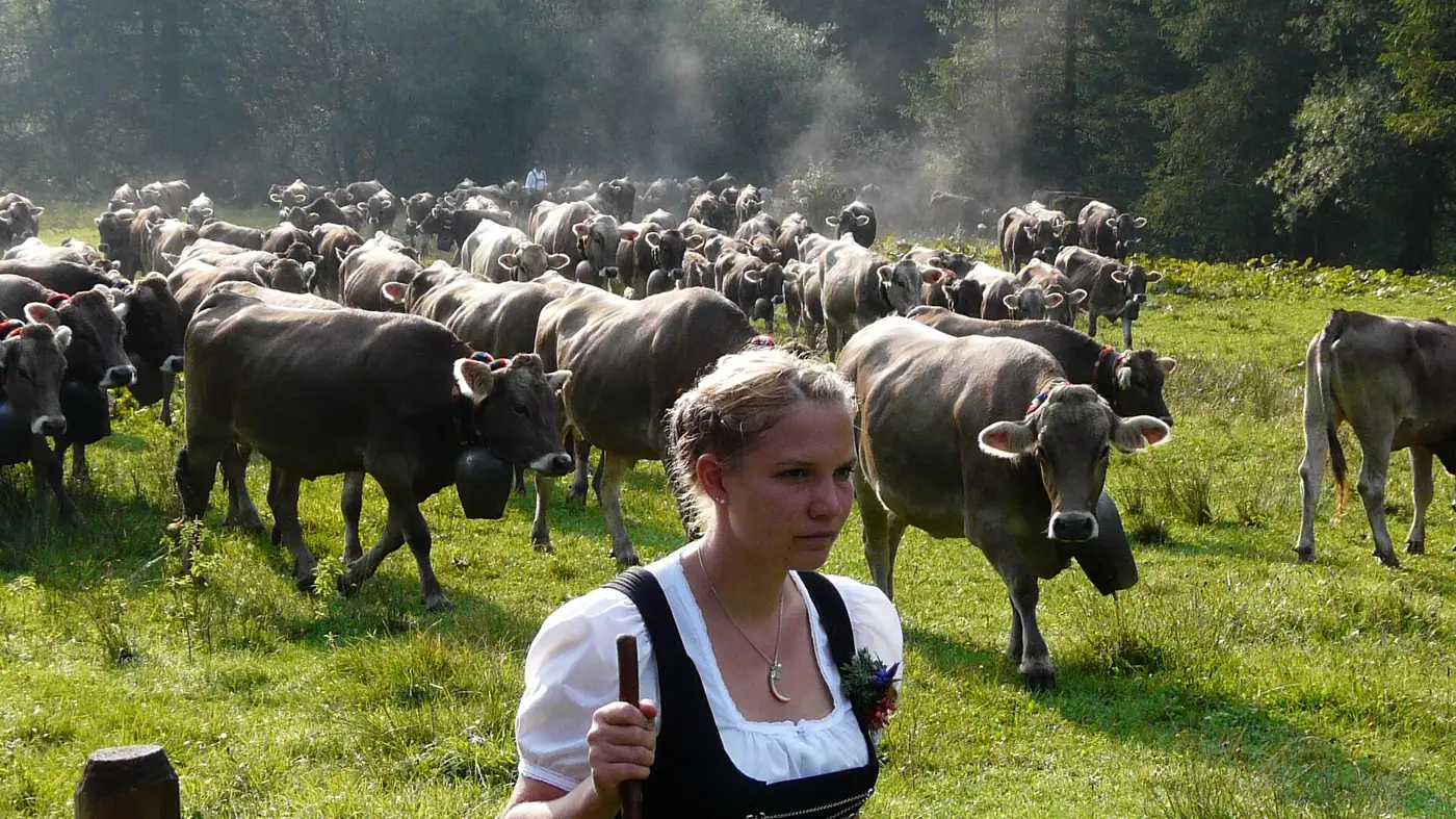 Almabtriebe und Viehscheide in Schwaben