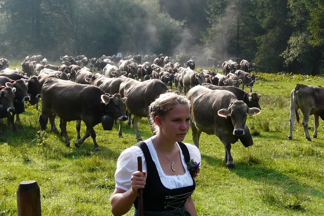 Viehscheid Bad Hindelang in Bad Hindelang