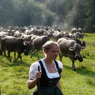 Viehscheid Bad Hindelang in Bad Hindelang
