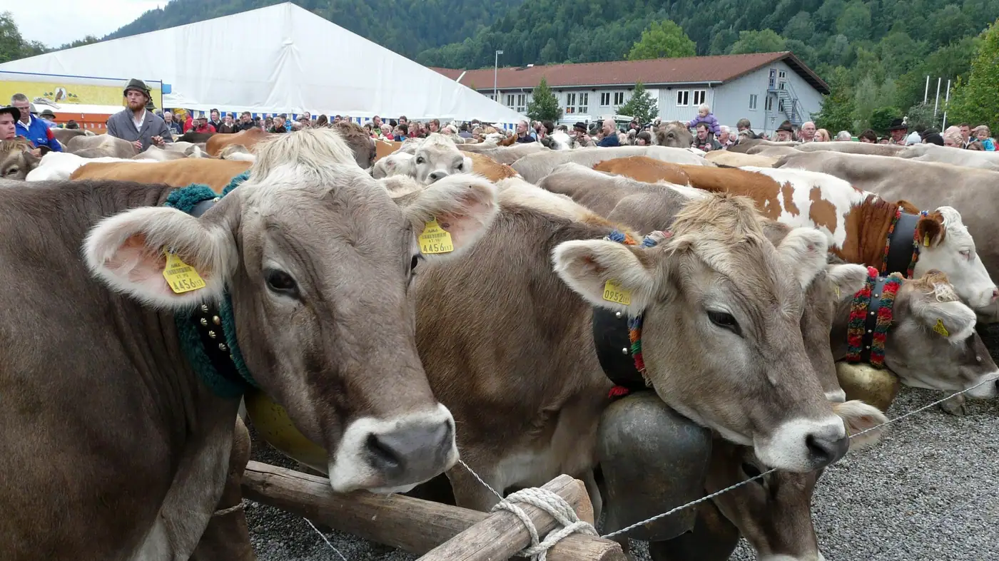 Viehscheid Immenstadt in Immenstadt im Allgäu