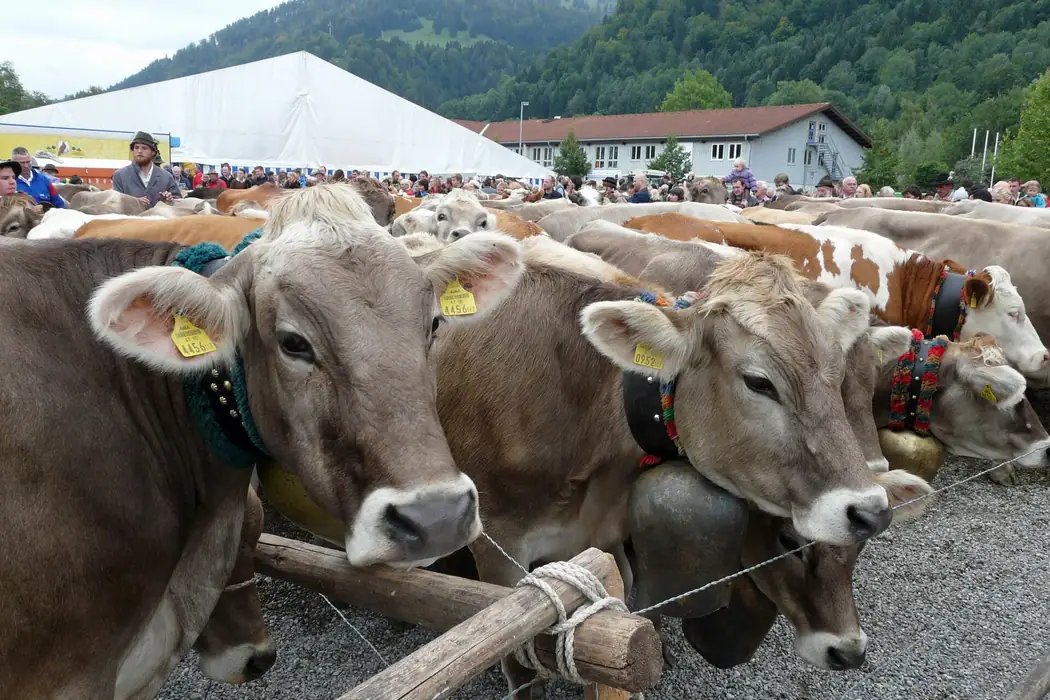 Viehscheid Immenstadt in Immenstadt im Allgäu