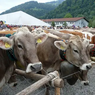 Viehscheid Immenstadt in Immenstadt im Allgäu