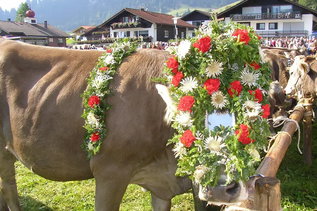 Viehscheid Obermaiselstein in Obermaiselstein