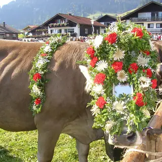 Viehscheid Obermaiselstein in Obermaiselstein
